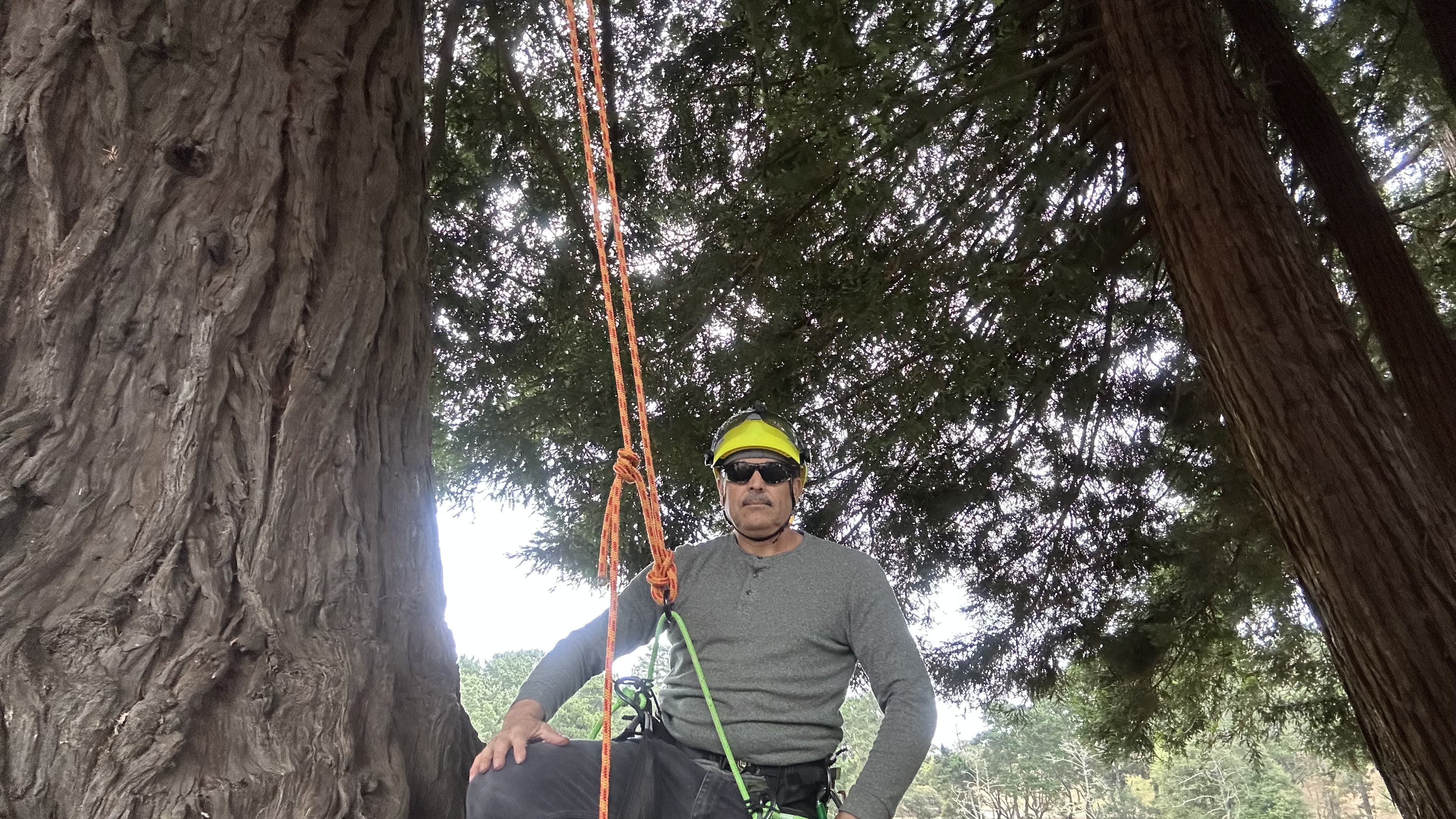 Canopy Work