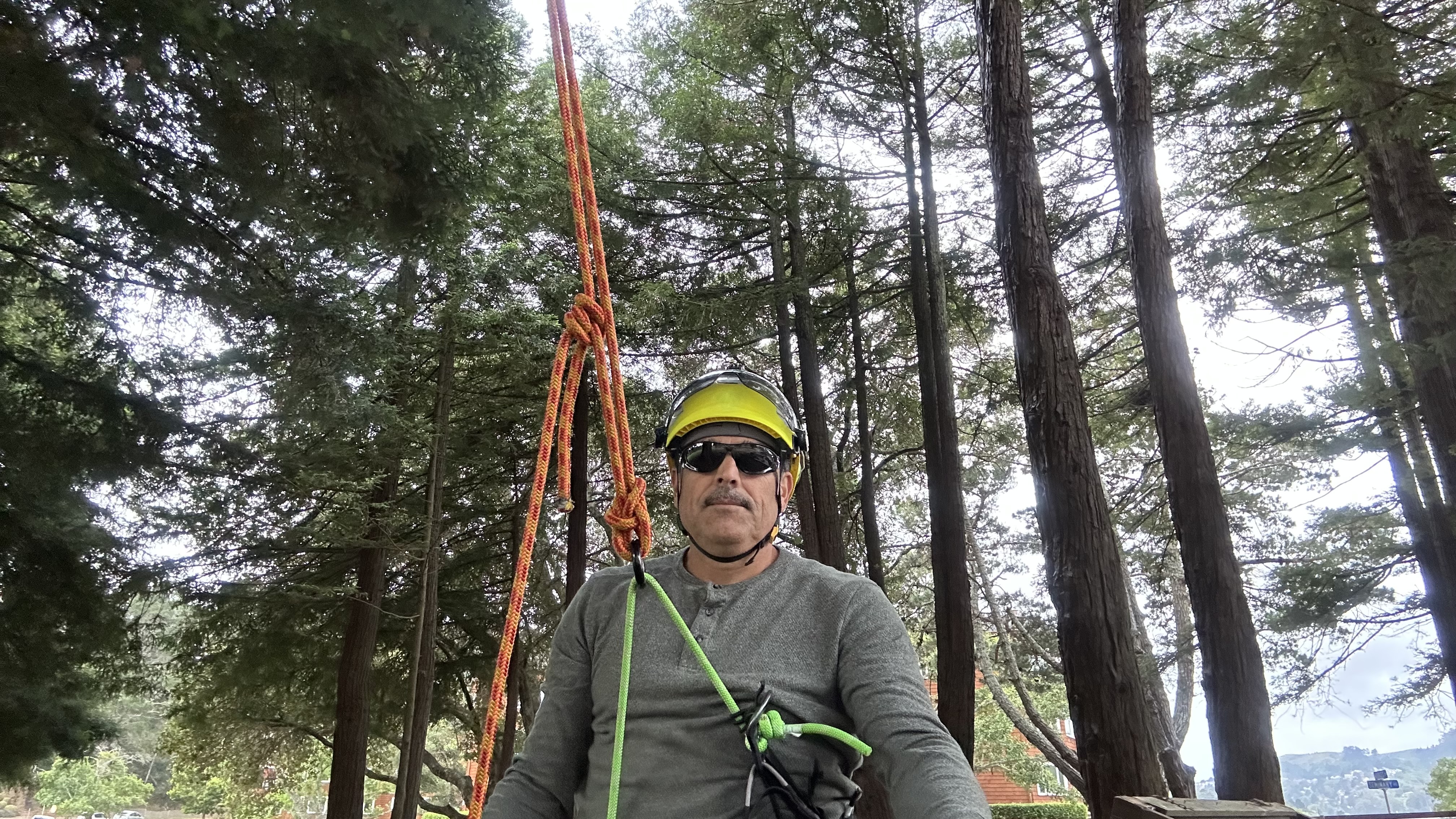 Tree Care